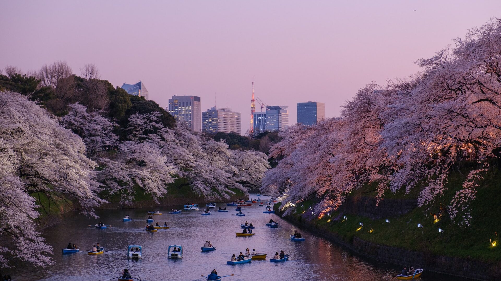 Tokyo Japan, Cherry Blossoms