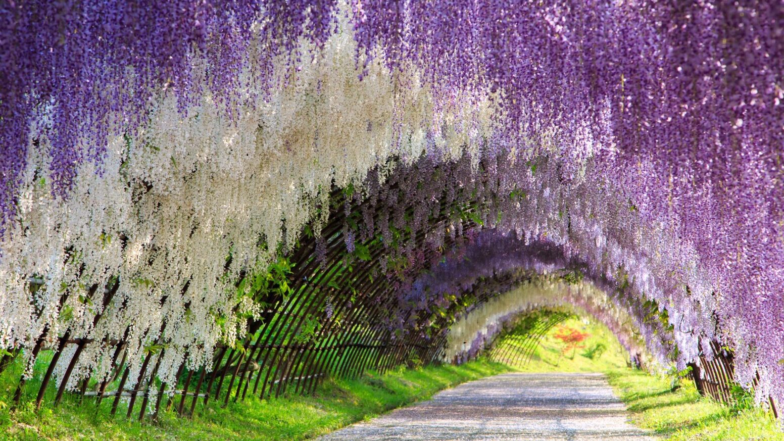 Kawachi Wisteria Garden