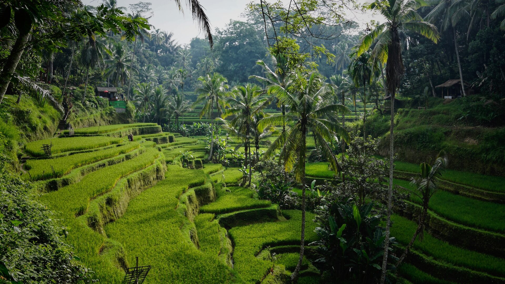 Tegelalang rice terraces, Bali