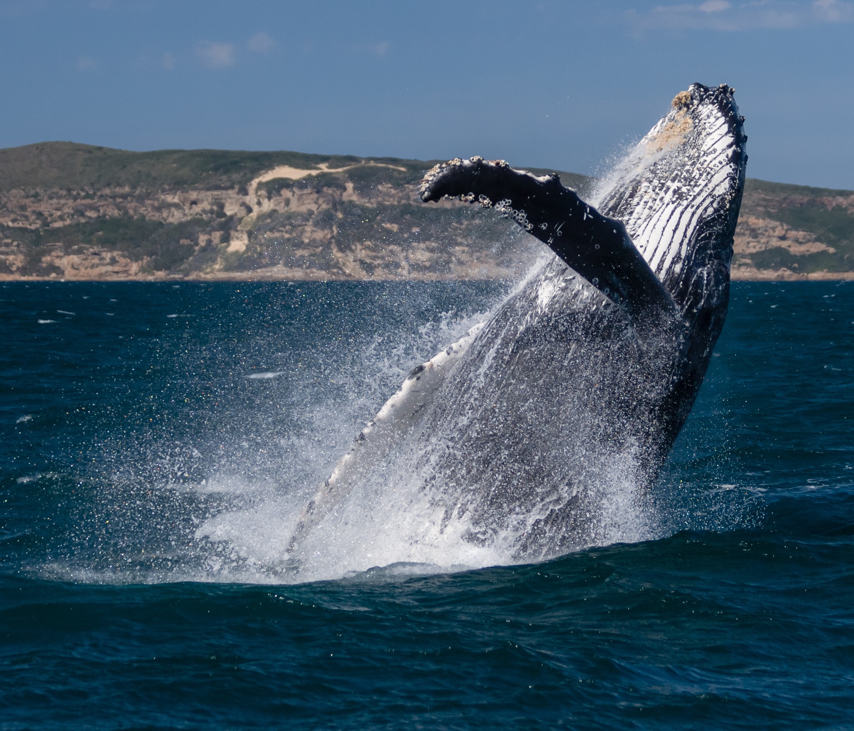 Whale watching at plettenberg bay