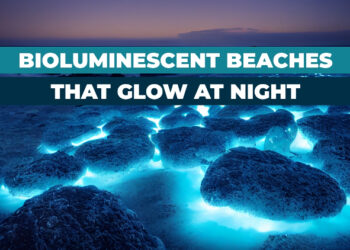 Best Bioluminescent Beaches in the World