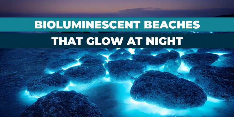 Explore 7 Must-See Bioluminescent Beaches in the World in 2024