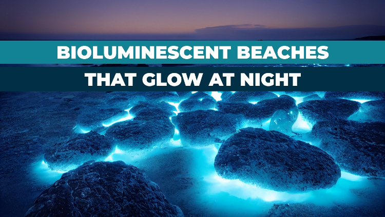 Bioluminescent, glowing waves are back in OC, boat tours launch