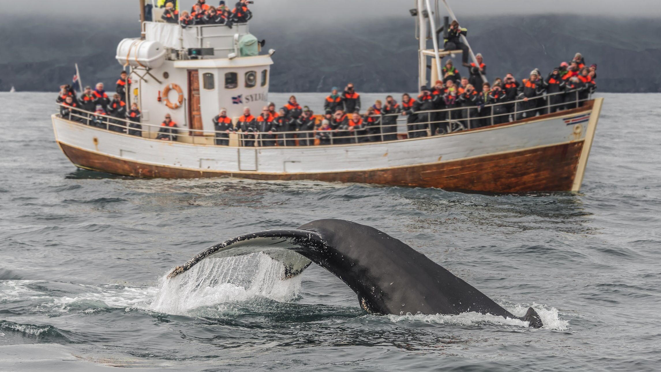 Whale watching safari with humpback whales in Iceland