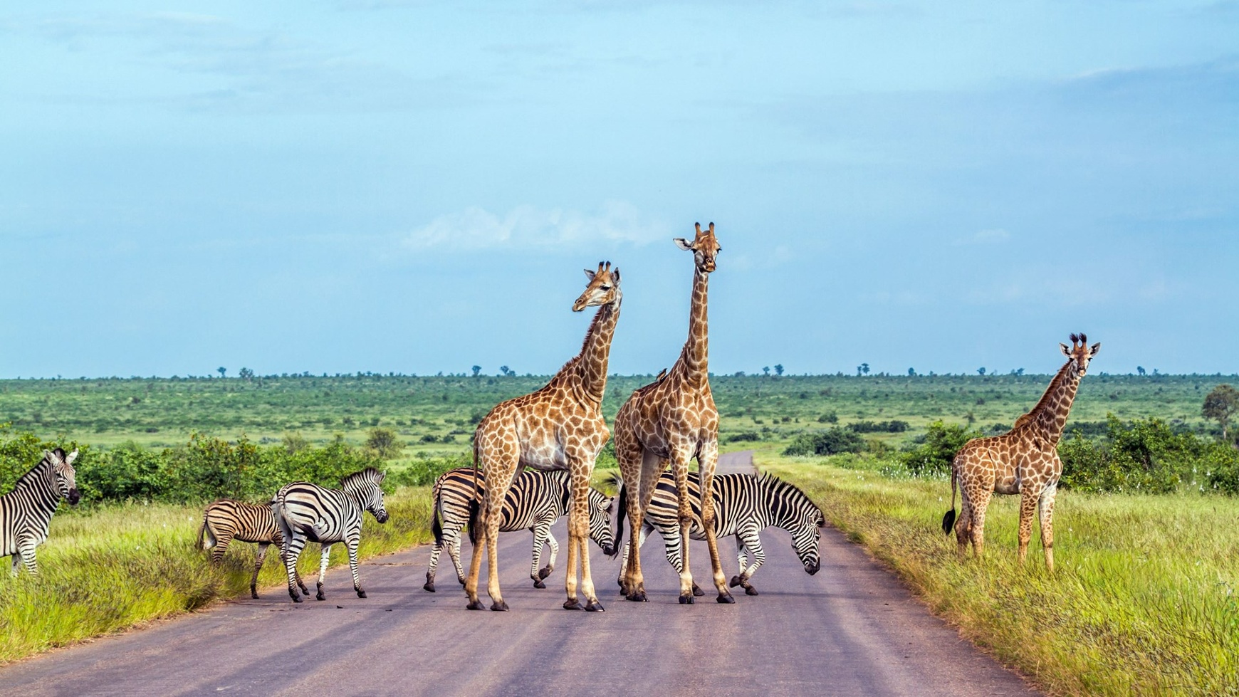Kruger National Park a best national park in South Africa
