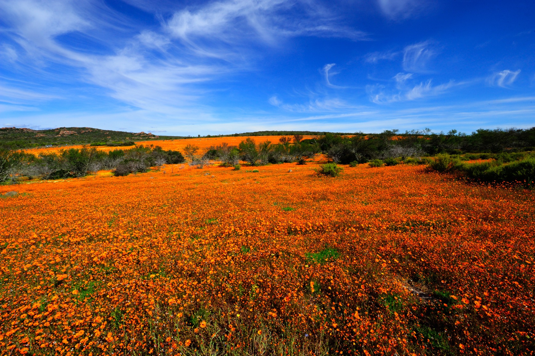Namaqua National Park a best national park in South Africa