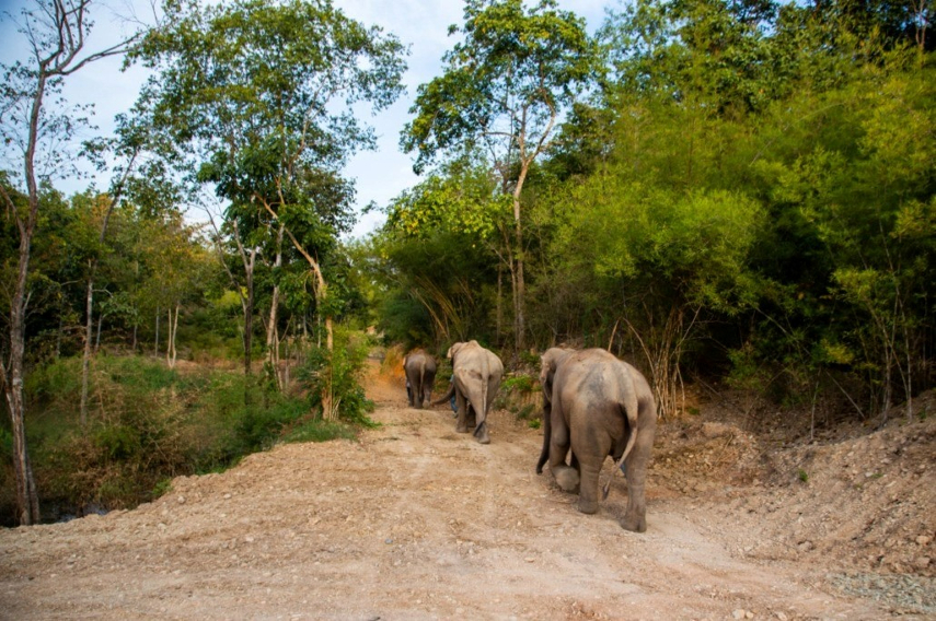 Bush Camp Elephant Hills a best place to see Elephants in Thailand