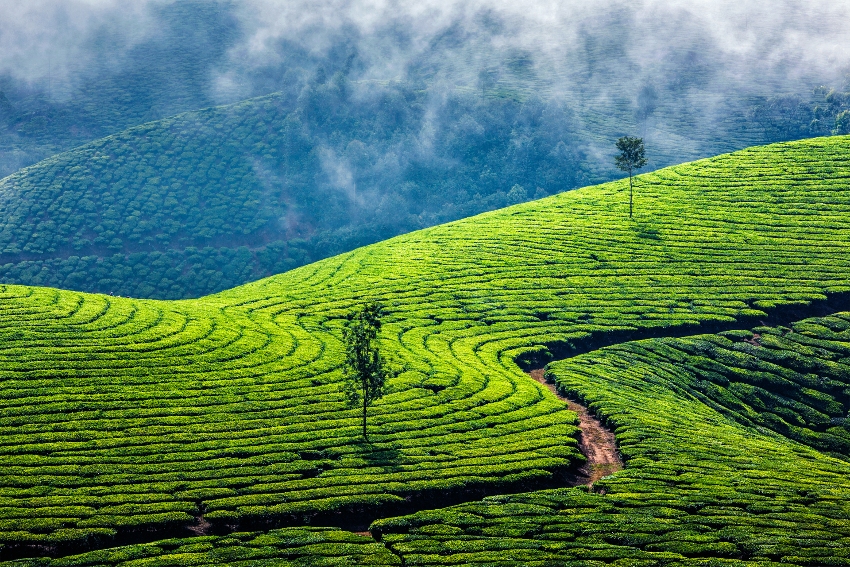 Munnar a best place to visit in Kerala