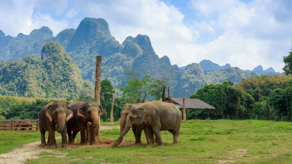 Elephant Hills tented camp, Elephant experience