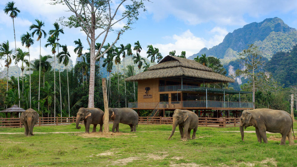 The Bush Camp Elephant Hills, Khao Sok Thailand