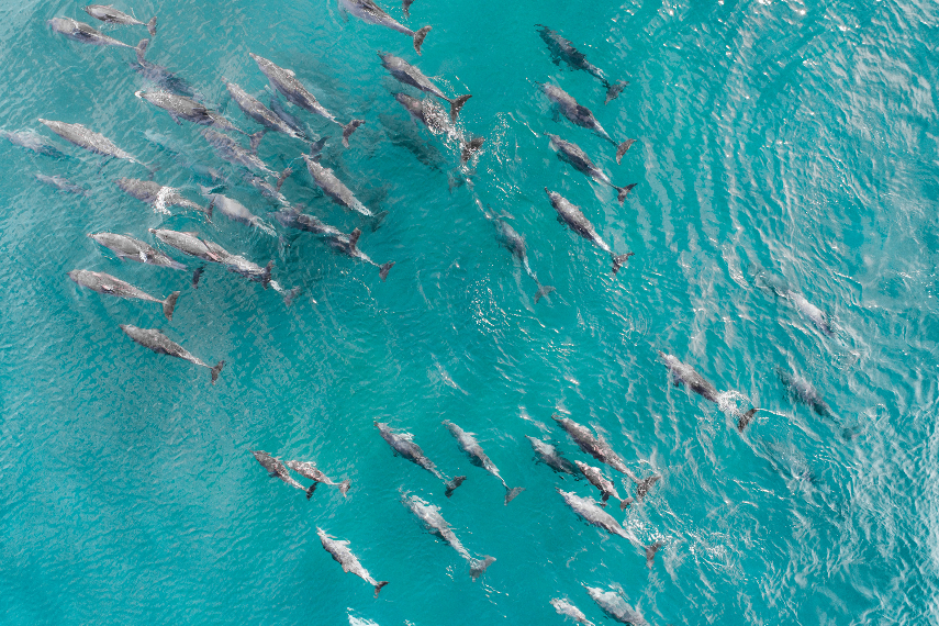 Aerial shot of Dolphins