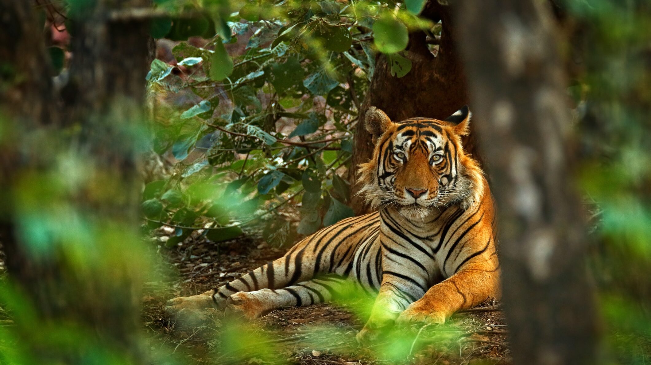 Indian Tiger at Ranthambore National Park