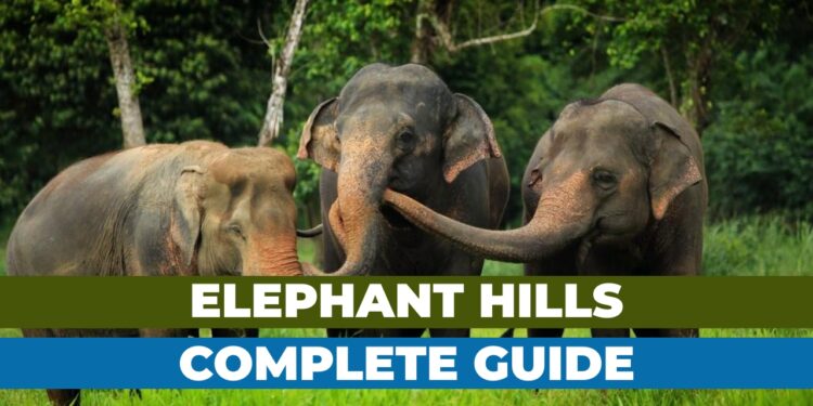 Get Ready to Explore the Best of Elephant Hills