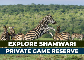 Visit Shamwari Private Game Reserve