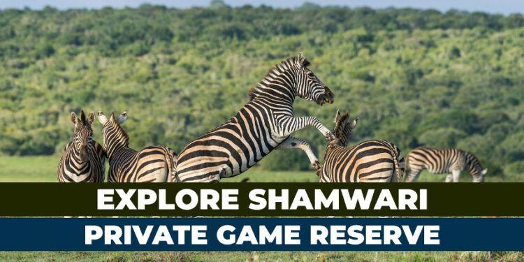 Visit Shamwari Private Game Reserve