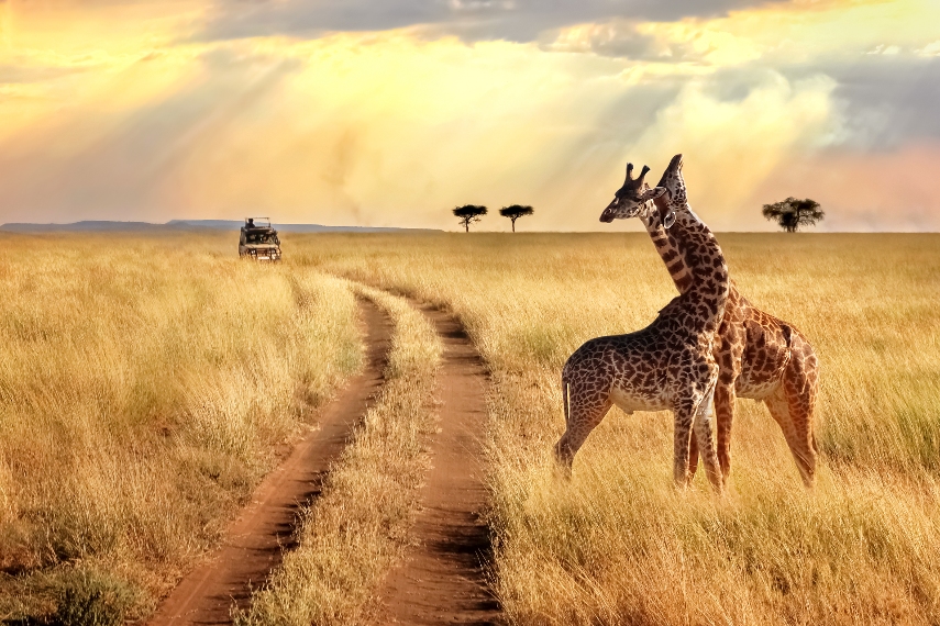 Masai Mara a best holiday destination in August