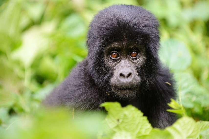 Best time to see gorillas in Uganda