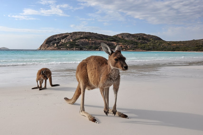 Visit Australia for wildlife