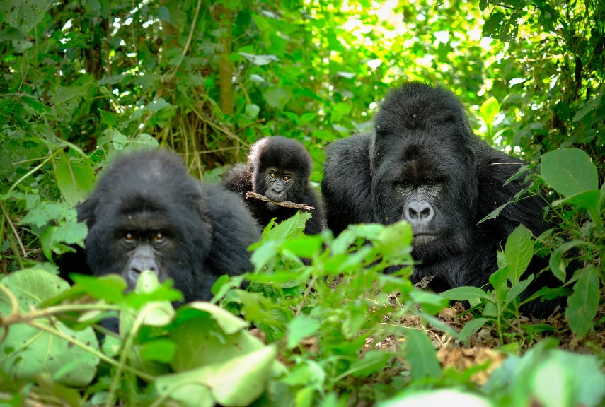 When to visit Rwanda to see gorillas