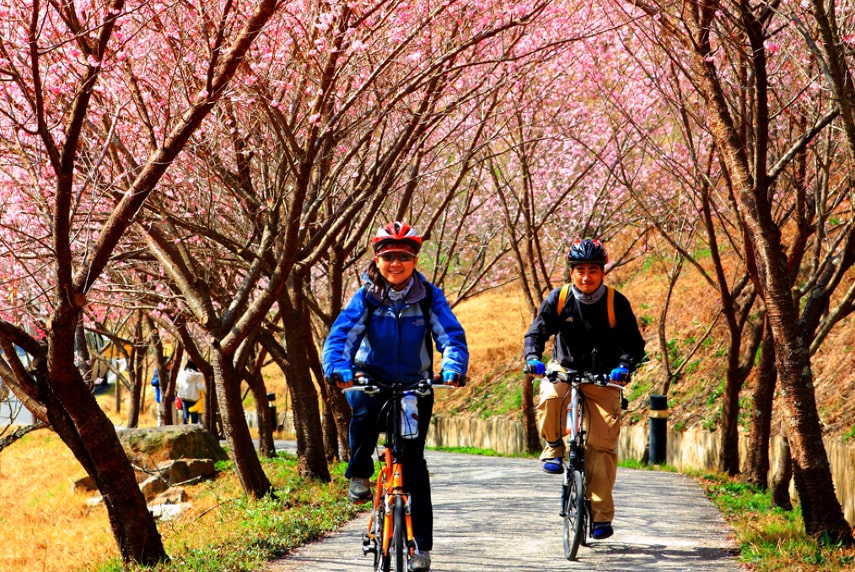 Visit Taiwan for cherry Blossom