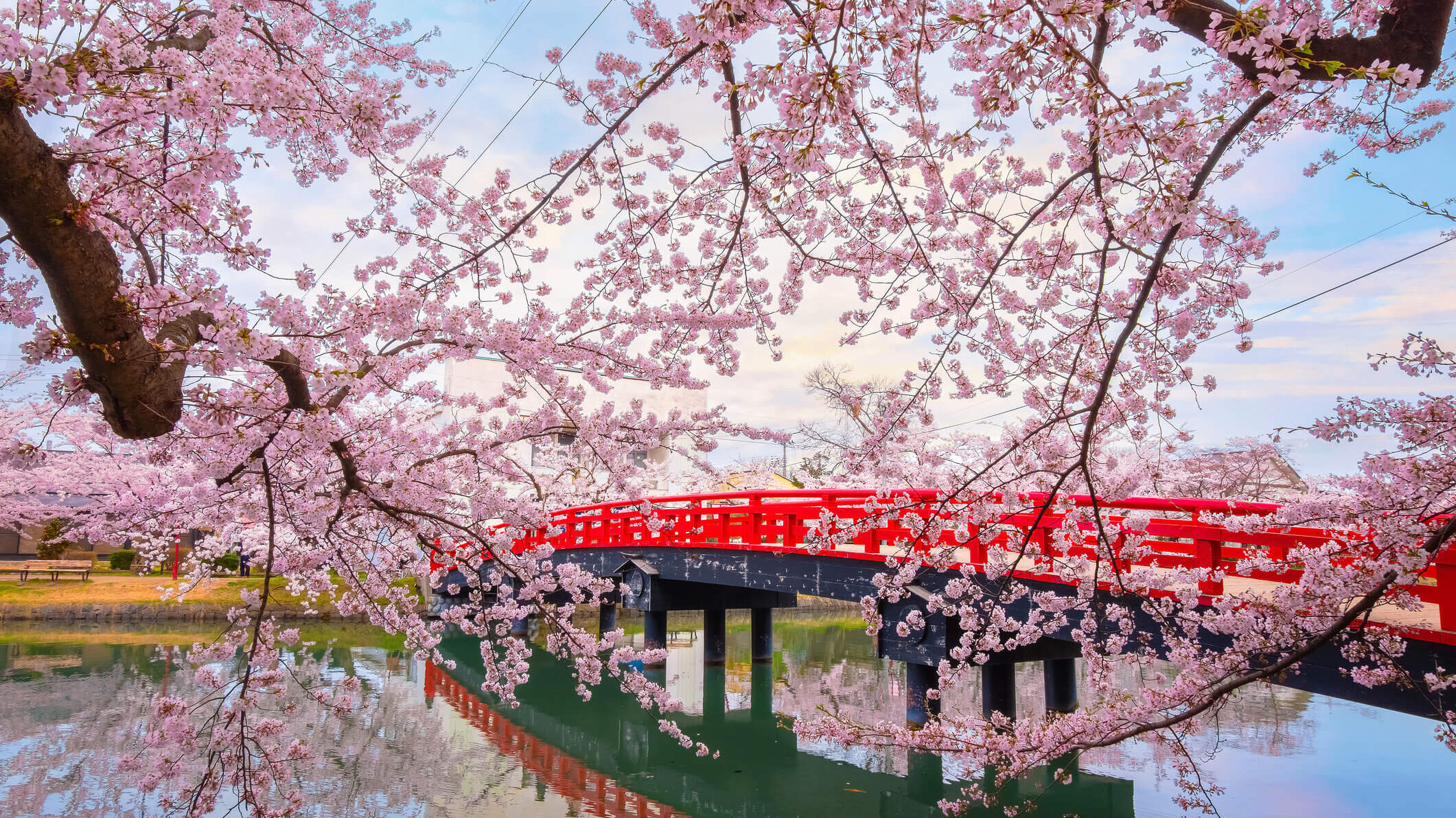 Full bloom Sakura at Hirosaki park