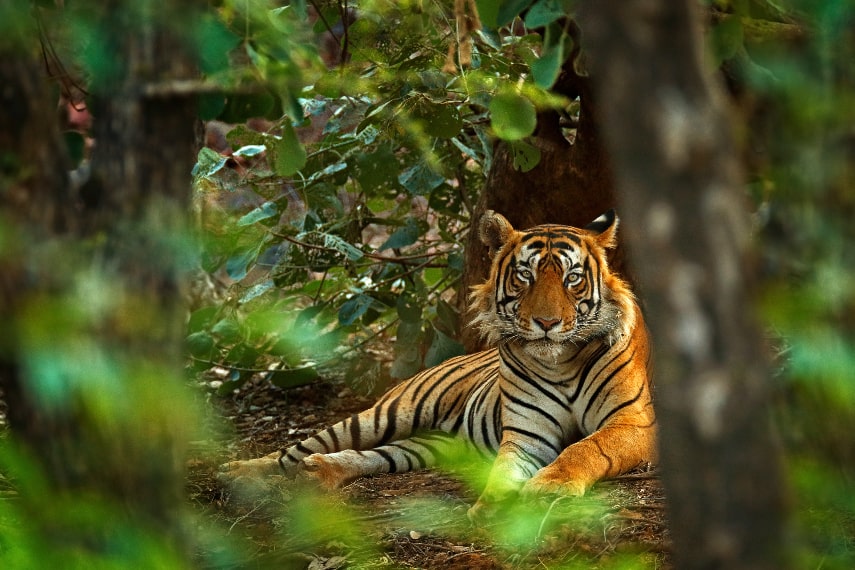 See tigers in India