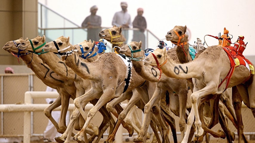 Experience the thrill of camel racing at Al Sawan Camel Track