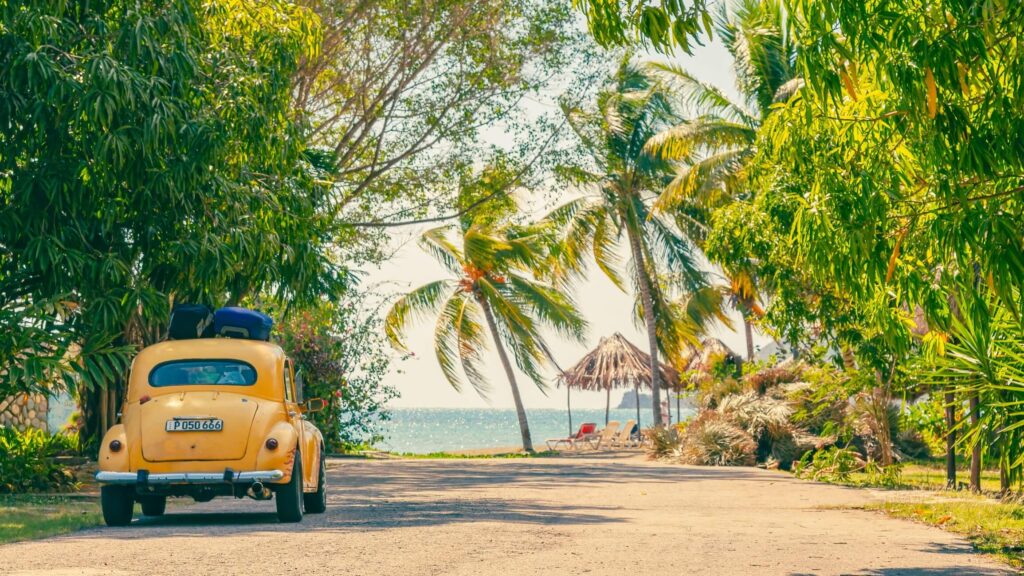 Cuba vintage car and palm trees