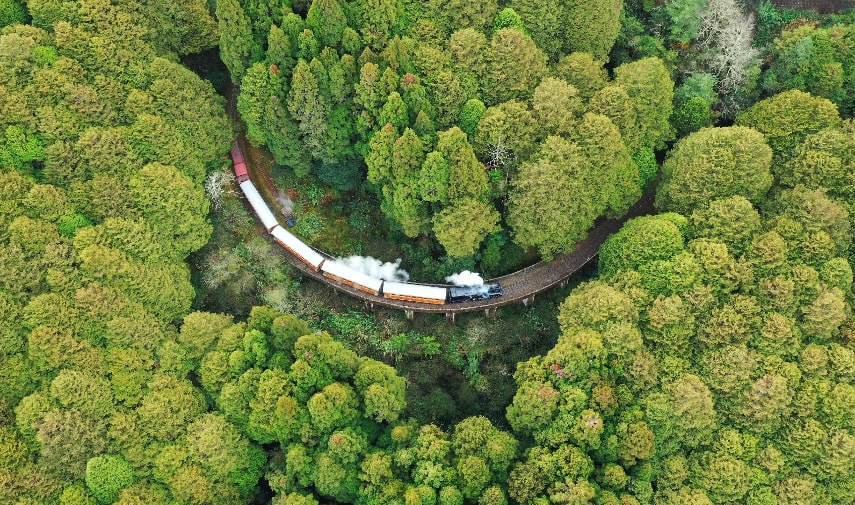 Embark on a scenic journey aboard the Alishan Forest Railway.