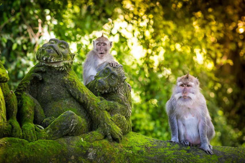 Immerse Yourself in the Ubud Monkey Forest a best things to do in Bali