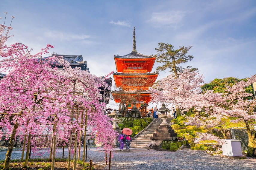 Best Time to See Cherry Blossoms in Japan