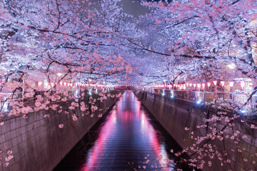book a holiday to see the cherry blossom