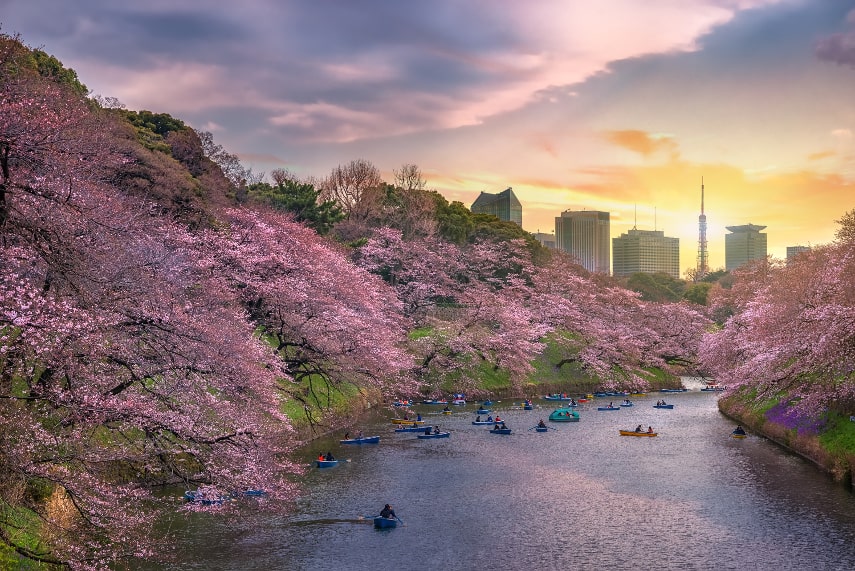 Cherry Blossoms famous in Japan