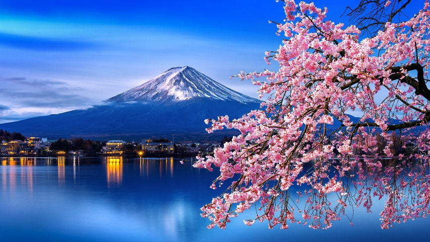 History of Cherry Blossoms