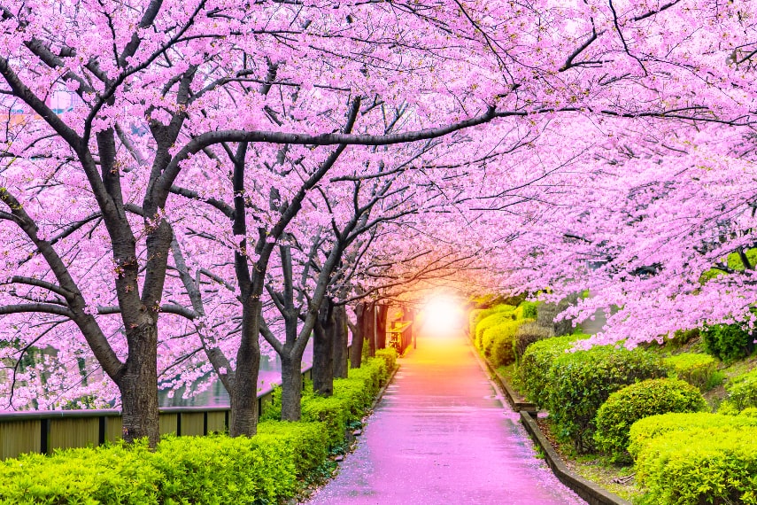 places to see Cherry Blossoms in Japan