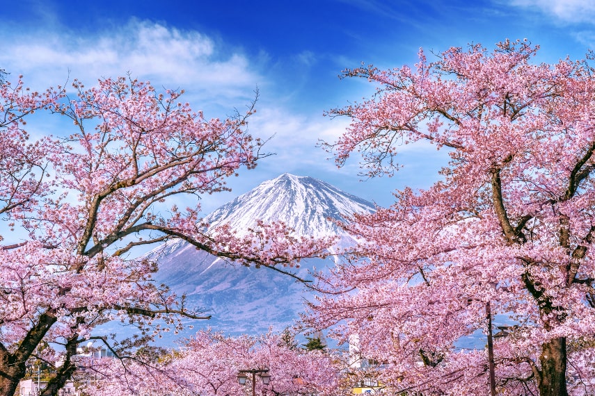 types of Cherry Blossoms in Japan
