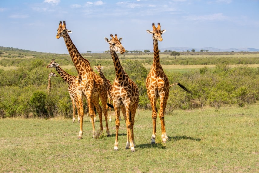 Kenya, safari
