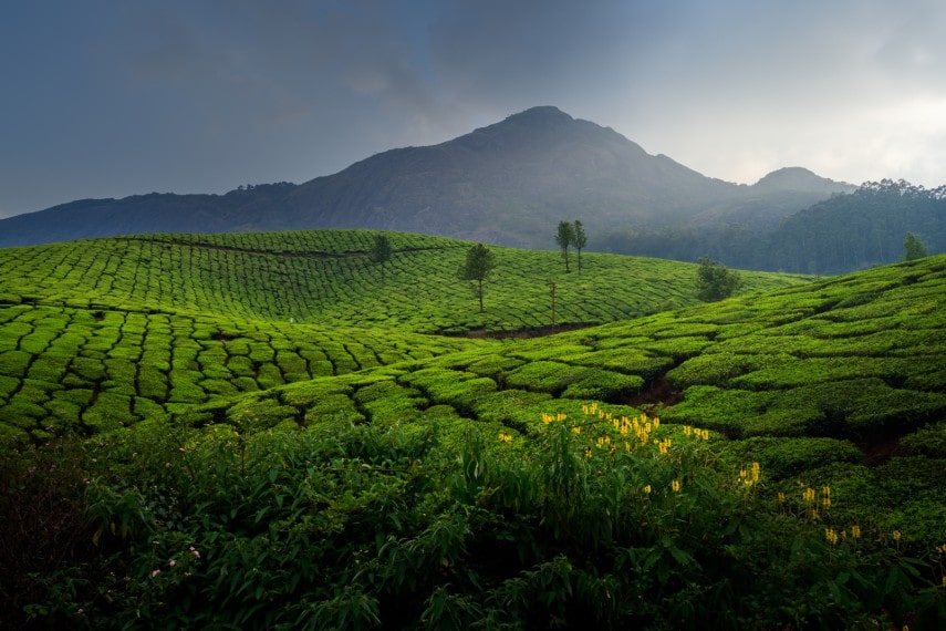 Tea plantations in Munnar, Kerala, India in August