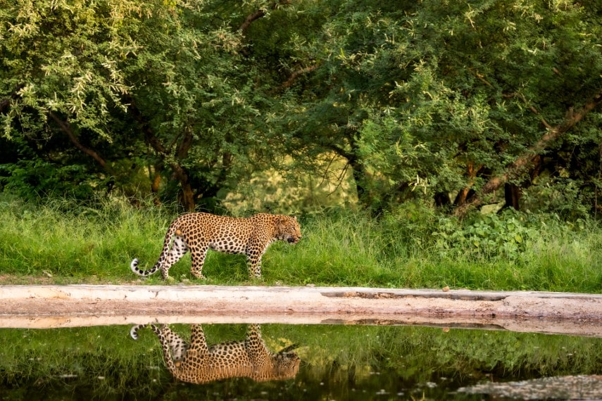 Wildlife spotting in India in August